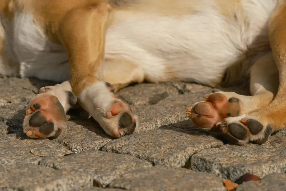 Veterinarian examining the skin between a dog&#x27;s toes