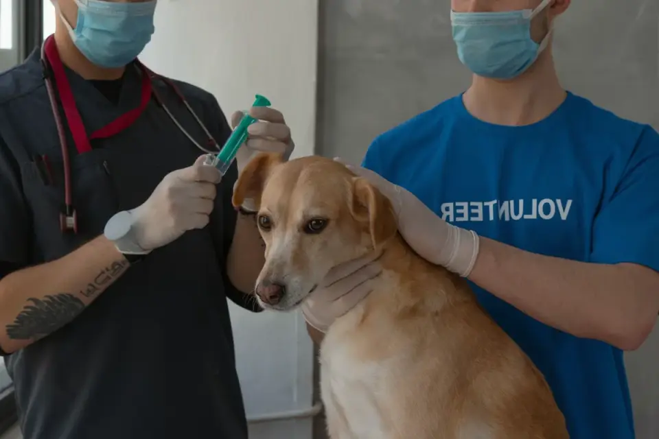 Veterinarian gently examining a large dog&#x27;s hip during a mobility check