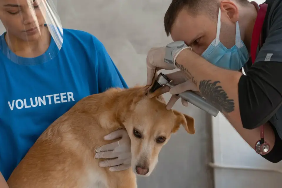 Veterinarian gently examining a senior dog's hind leg and hip during a checkup