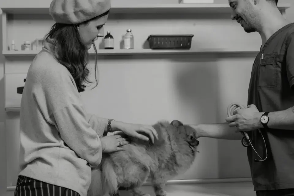 Veterinarian gently palpating a senior dog&#x27;s back during an exam