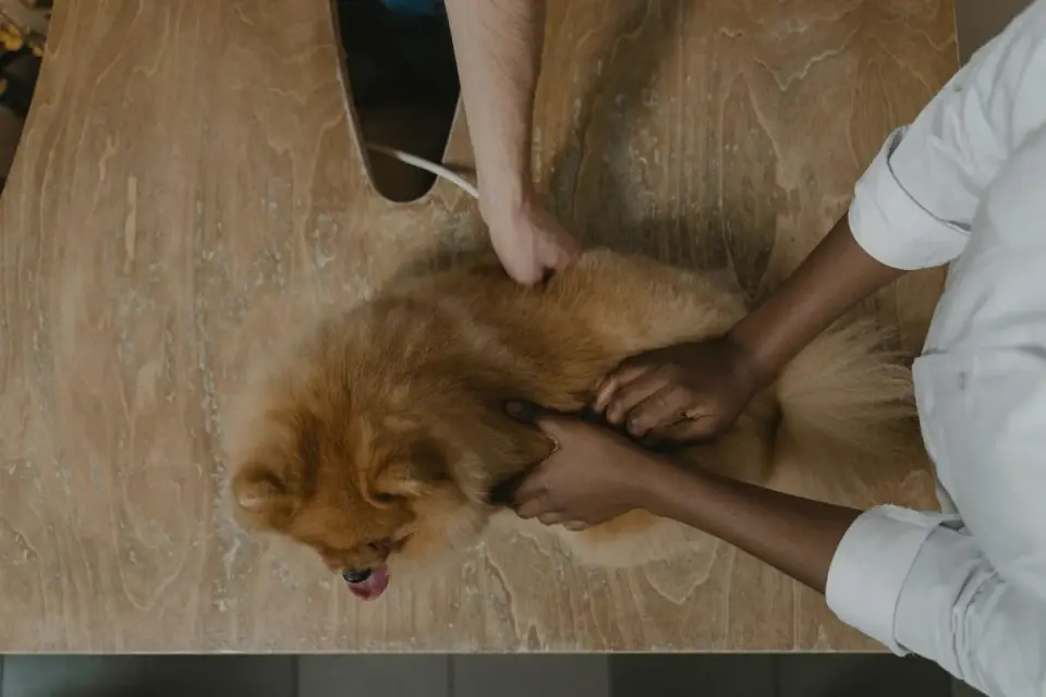 Veterinarian gently palpating an older dog&#x27;s abdomen during a wellness exam