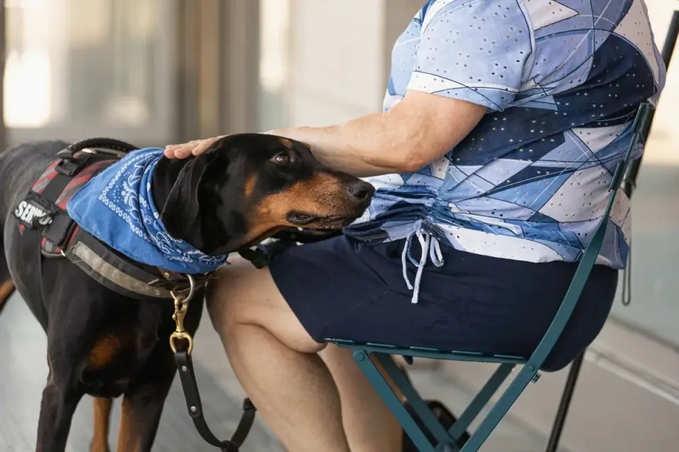 Veterinarian palpating a senior dog&#x27;s abdomen during a wellness exam
