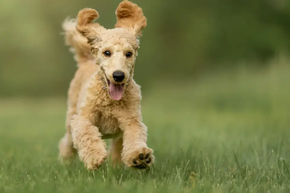 Young, active dog running across an open field