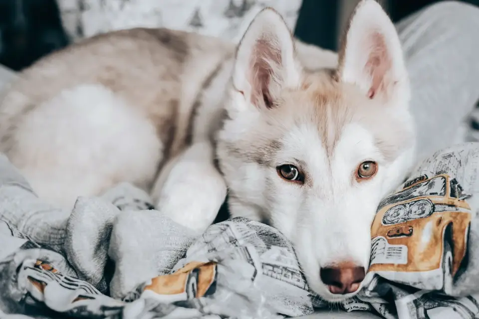 Young puppy resting on a soft blanket in a dimly lit, quiet room